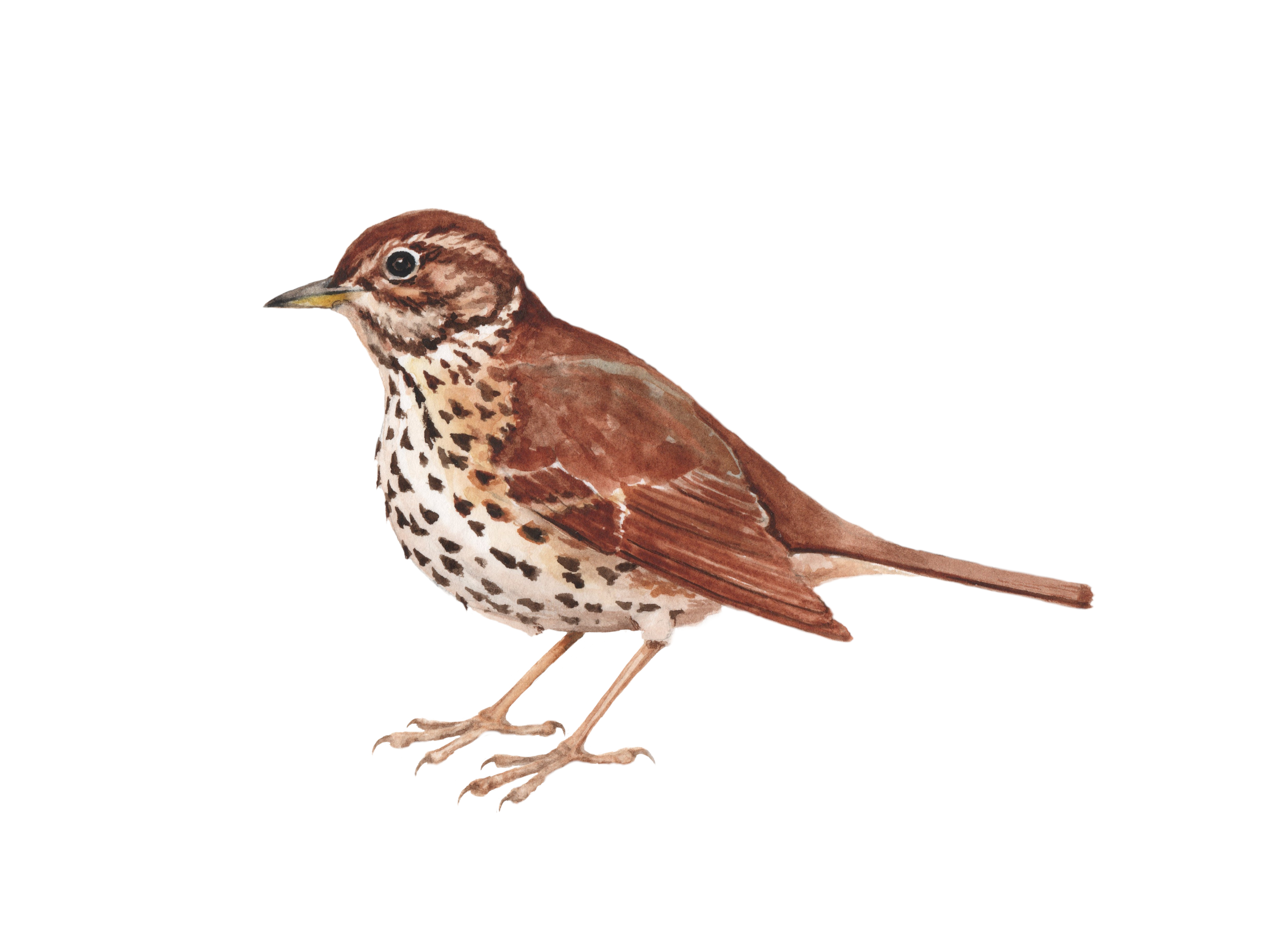 <b>2020 - zanglijster